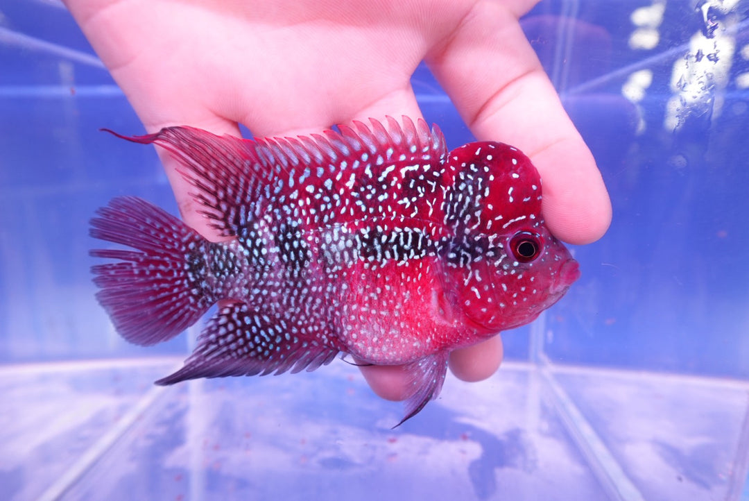 Rare Flowerhorn - 4 inch