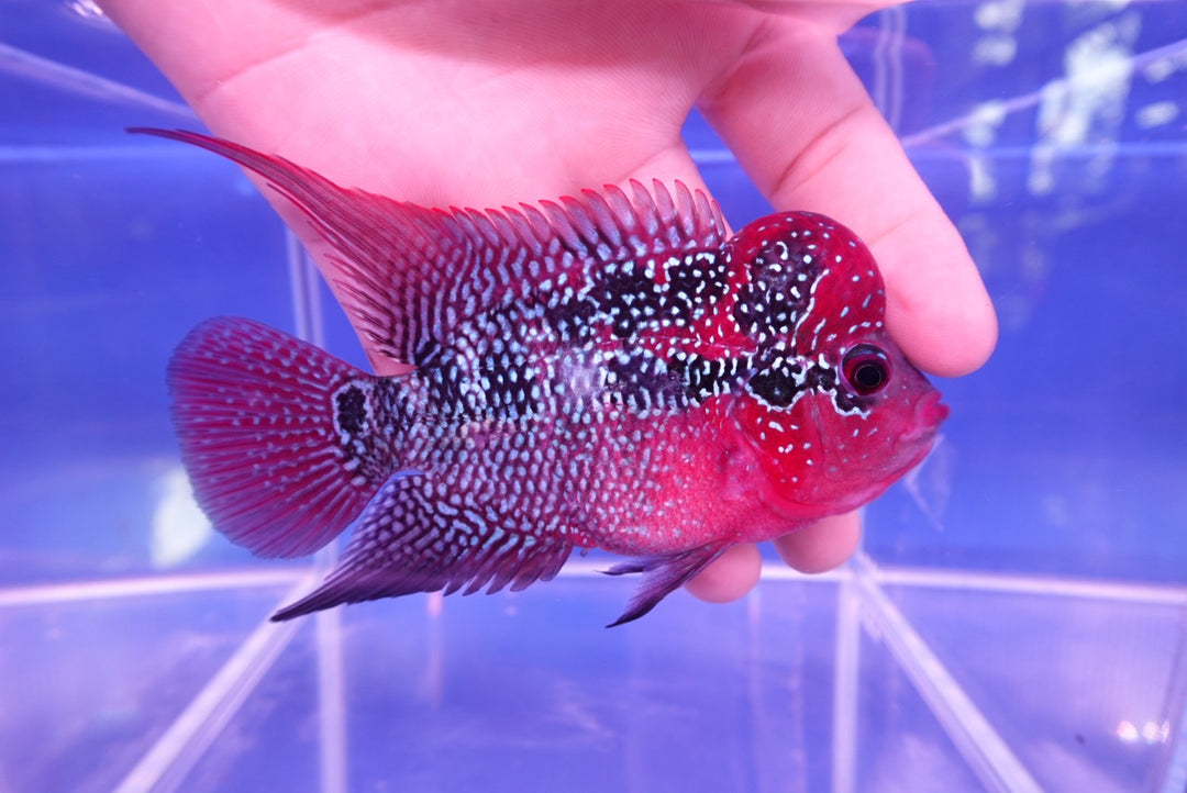 Rare Flowerhorn - 4 inch