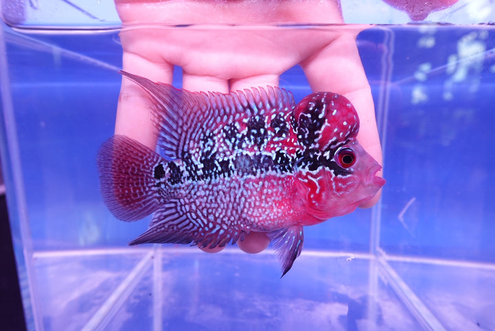 Rare Flowerhorn - 4 inch