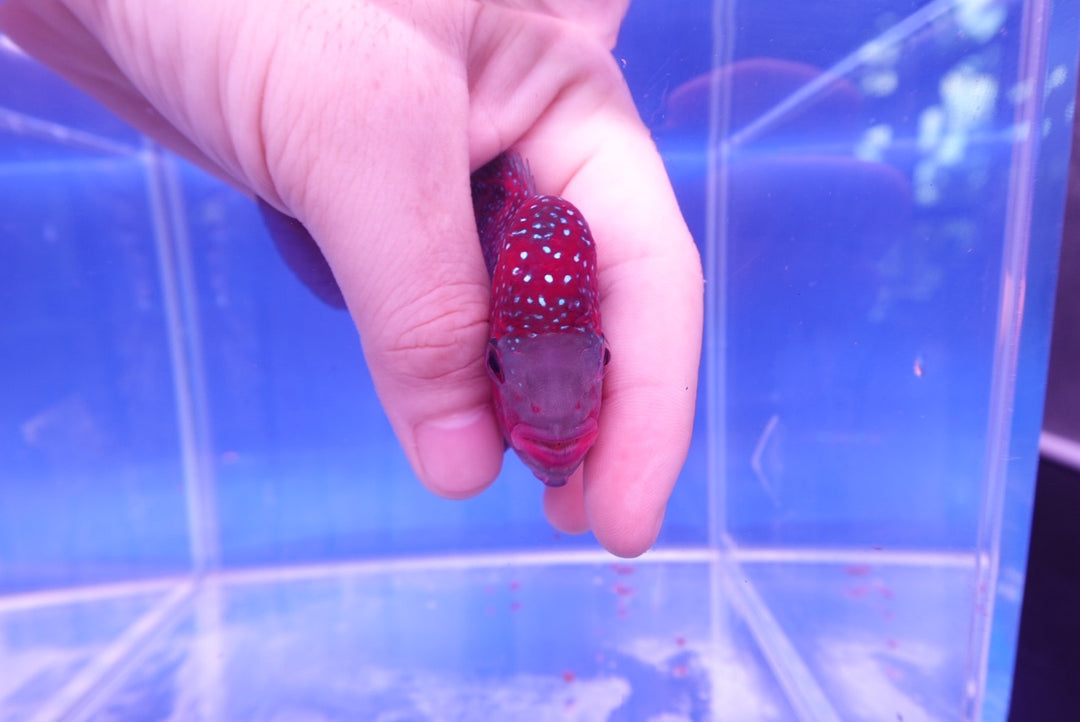 Rare Flowerhorn - 4 inch
