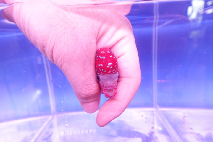Rare Flowerhorn - 4 inch