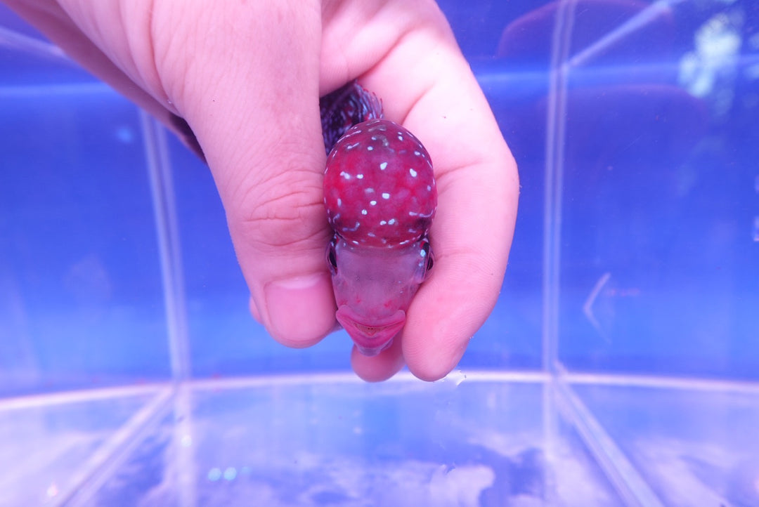 Rare Flowerhorn - 4 inch