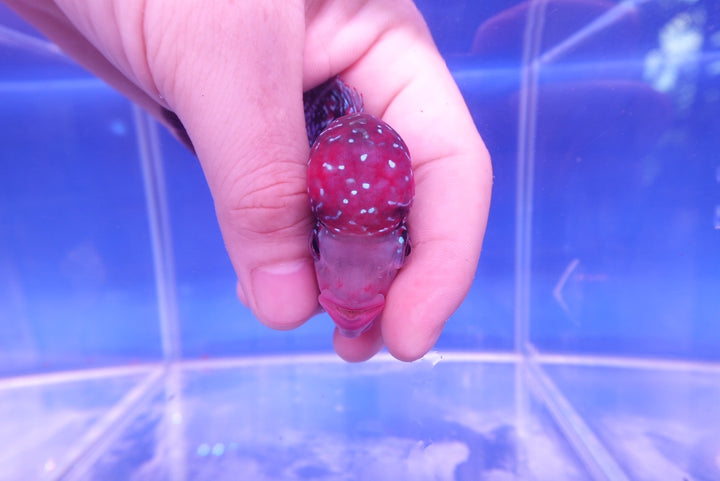 Rare Flowerhorn - 4 inch