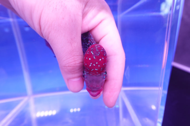 Rare Flowerhorn - 4 inch