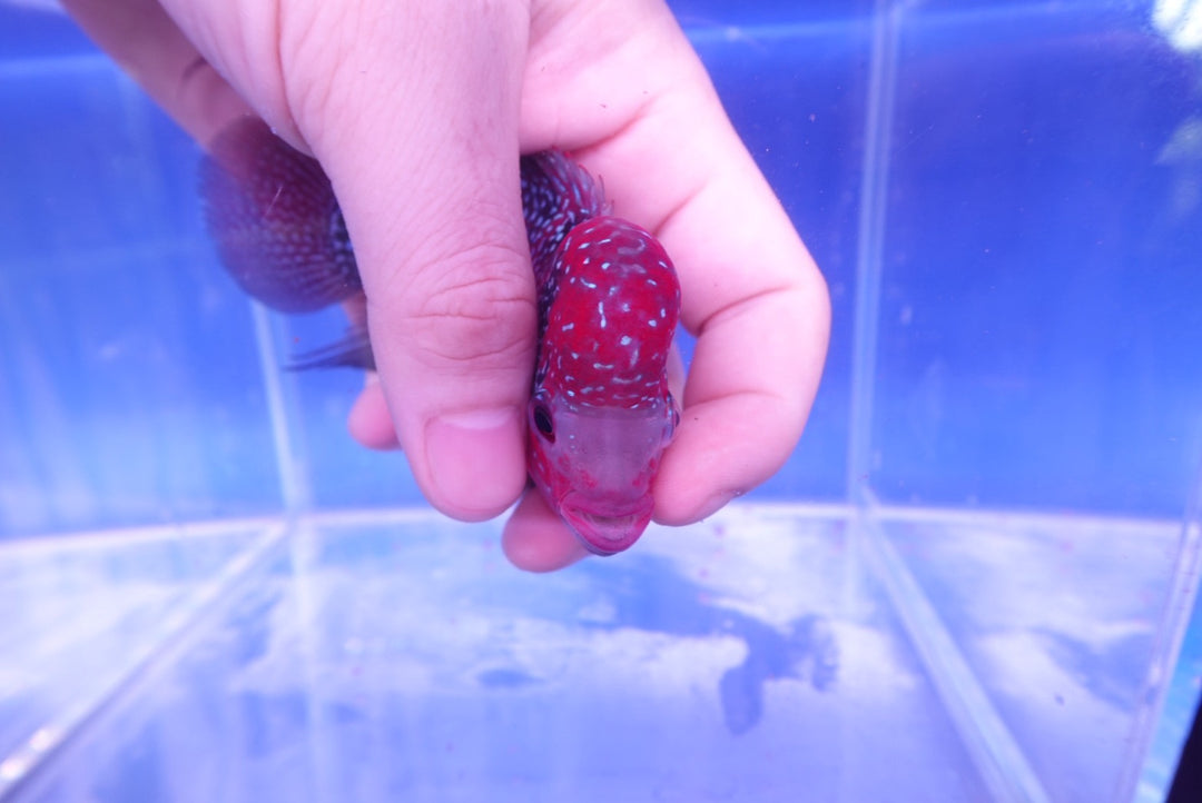 Rare Flowerhorn - 4 inch