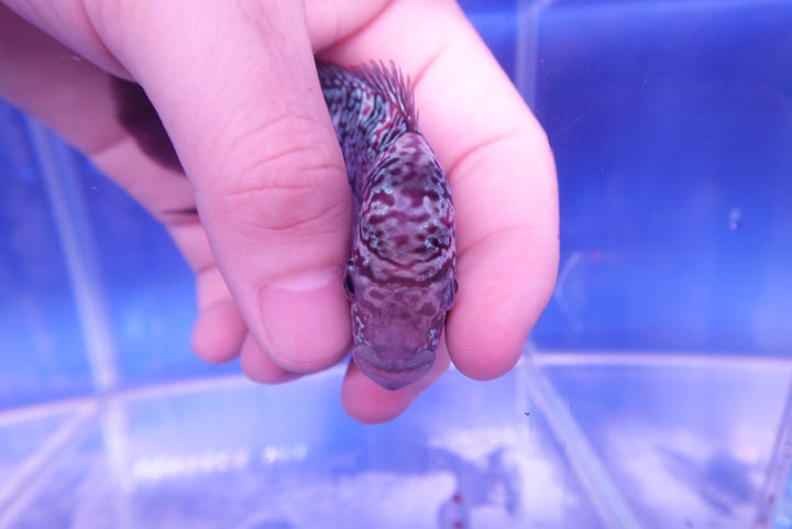 Rare Flowerhorn - 4 inch