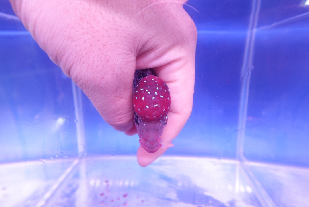 Rare Flowerhorn - 4 inch