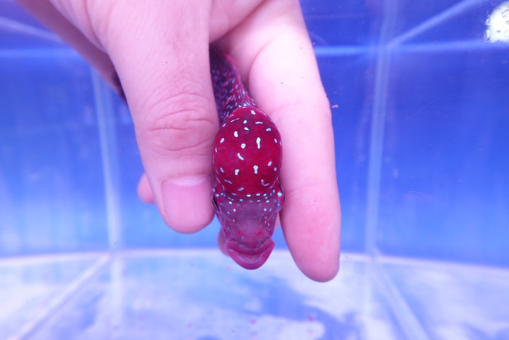 Rare Flowerhorn - 4 inch