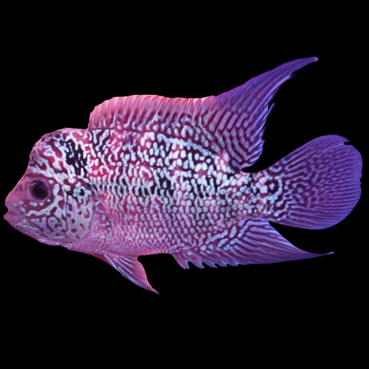 Rare Flowerhorn - 4 inch