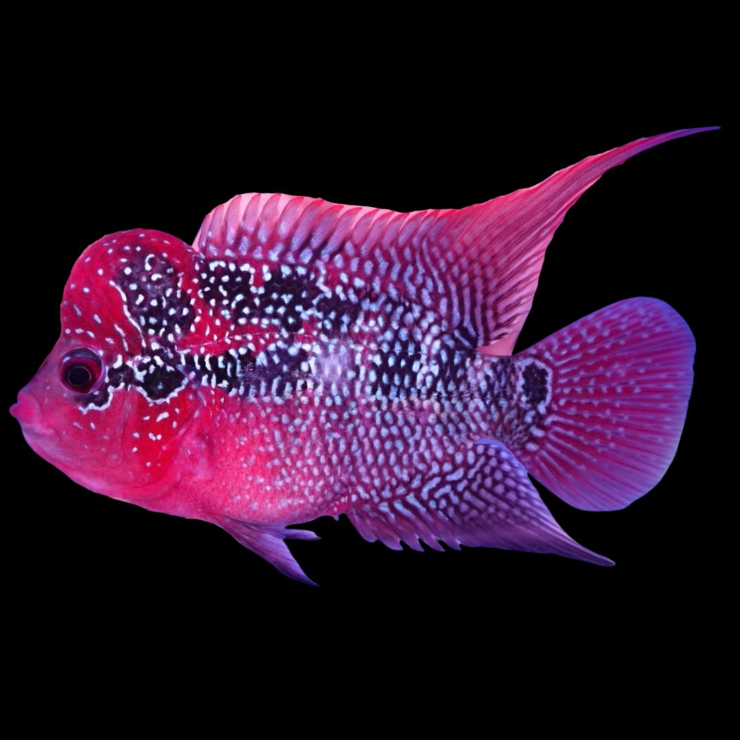 Rare Flowerhorn - 4 inch