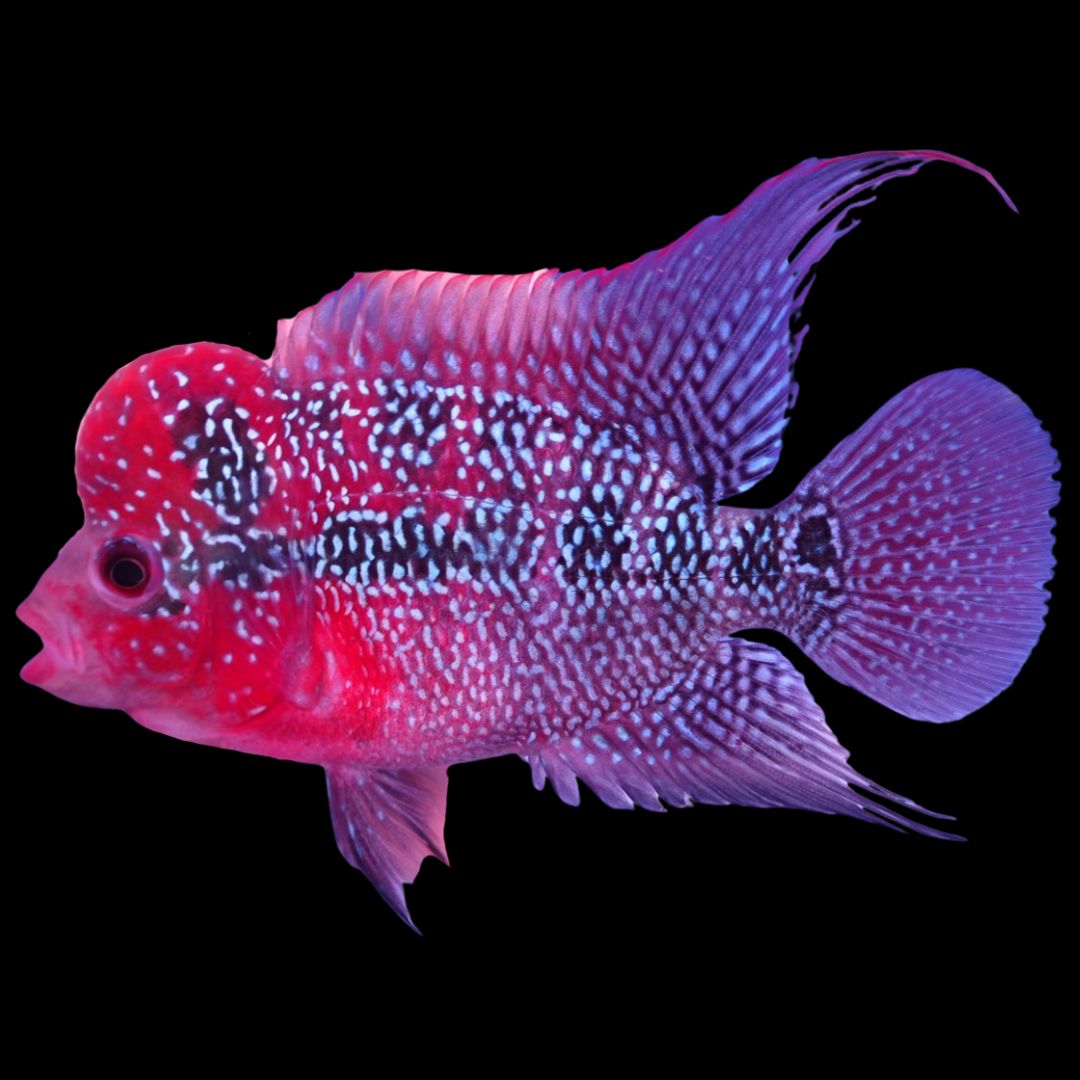 Rare Flowerhorn - 4 inch