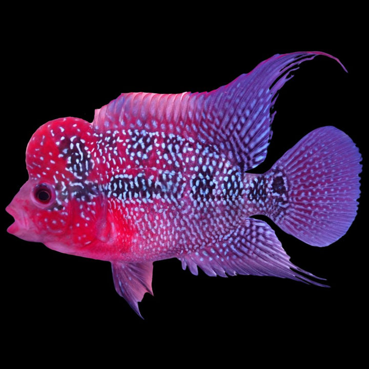 Rare Flowerhorn - 4 inch