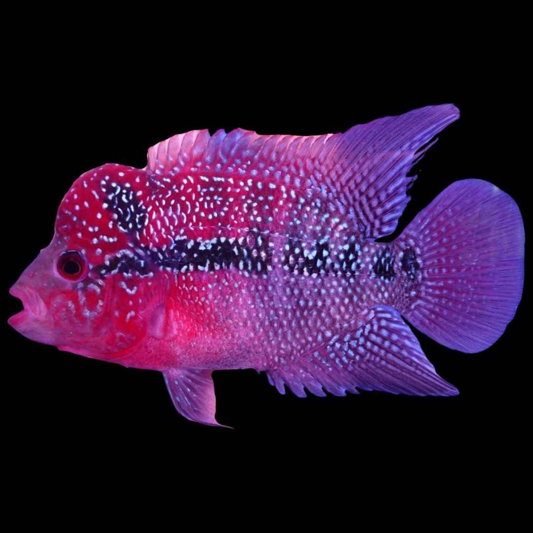 Rare Flowerhorn - 4 inch