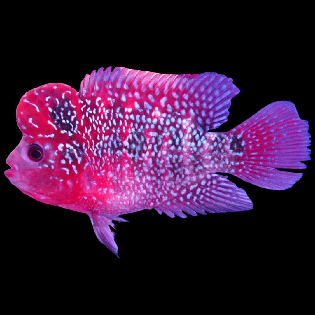 Rare Flowerhorn - 4 inch