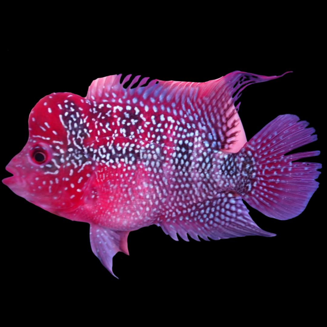Rare Flowerhorn - 4 inch