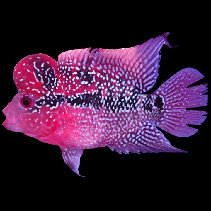 Rare Flowerhorn - 4 inch