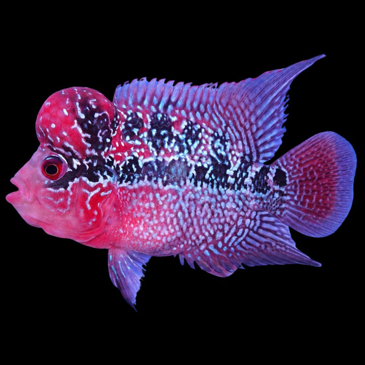 Rare Flowerhorn - 4 inch
