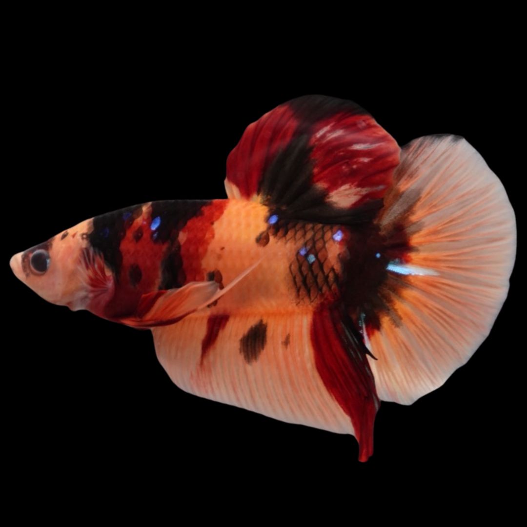 Rare Giant Multicolors Betta Fish