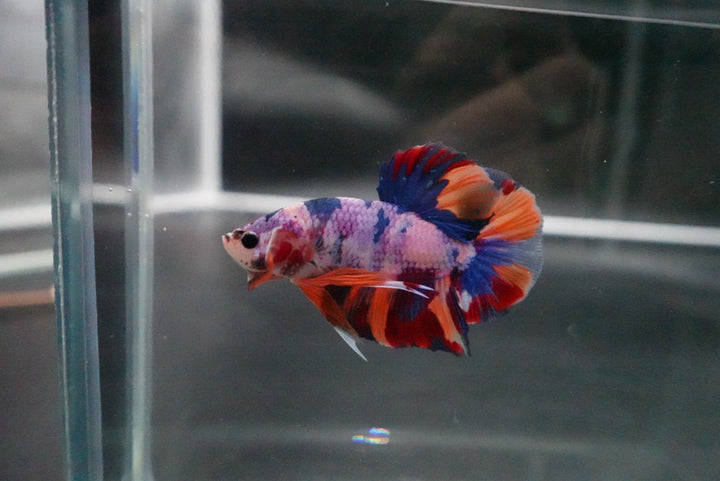 Rare Giant Multicolors Betta Fish