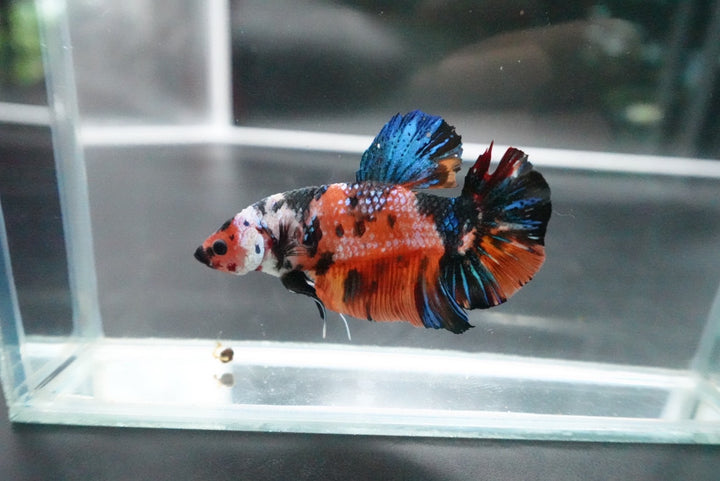 Rare Giant Multicolors Betta Fish
