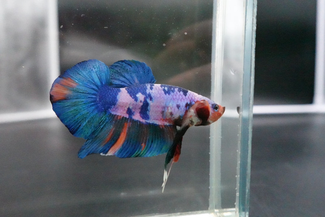 Rare Giant Multicolors Betta Fish
