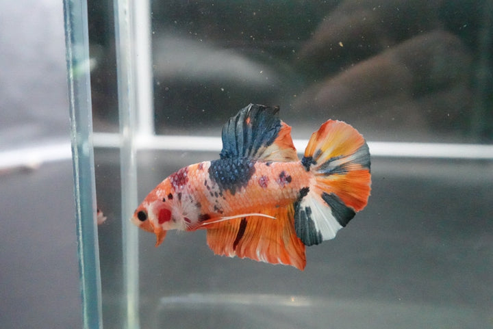 Rare Giant Multicolors Betta Fish