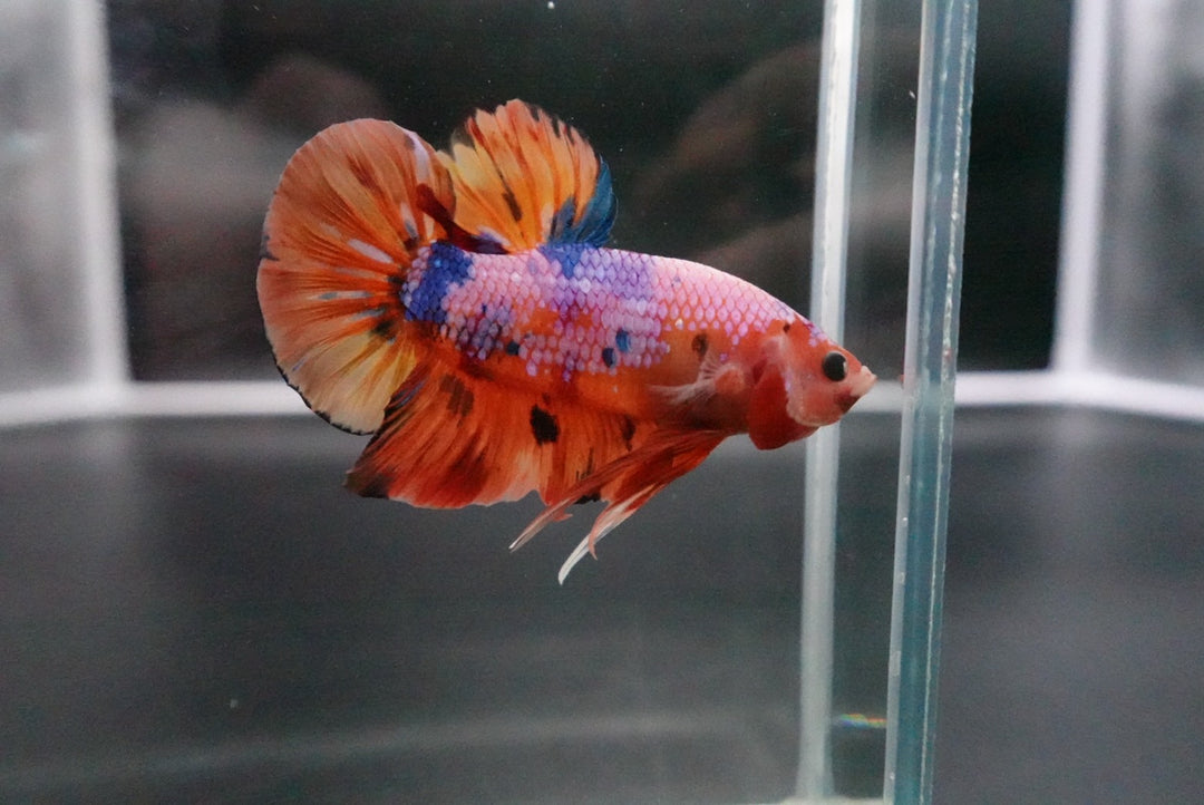 Rare Giant Multicolors Betta Fish