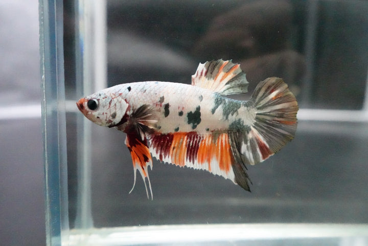 Rare Giant Multicolors Betta Fish