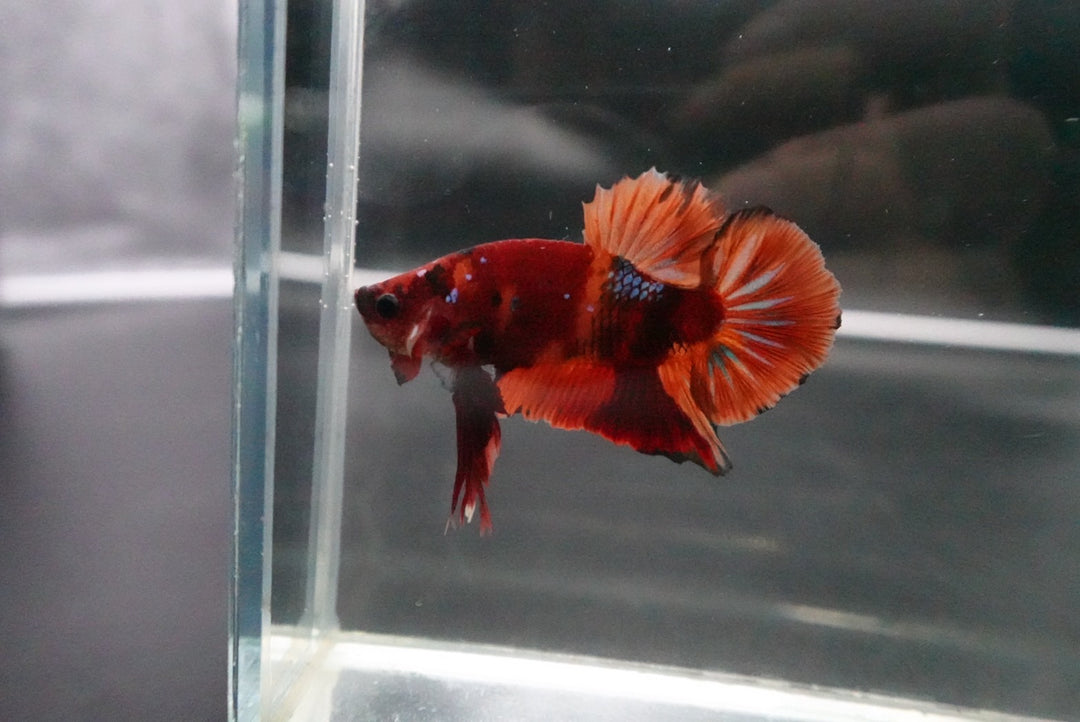 Rare Giant Multicolors Betta Fish