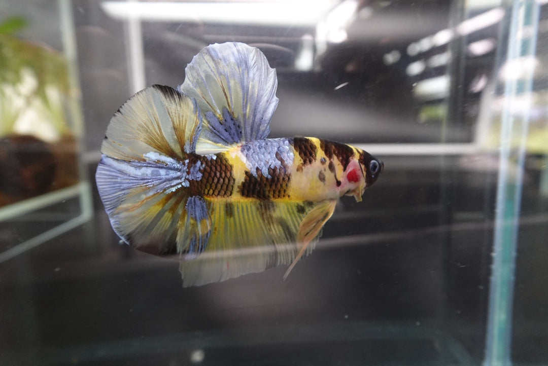 Rare Giant Multicolors Betta Fish