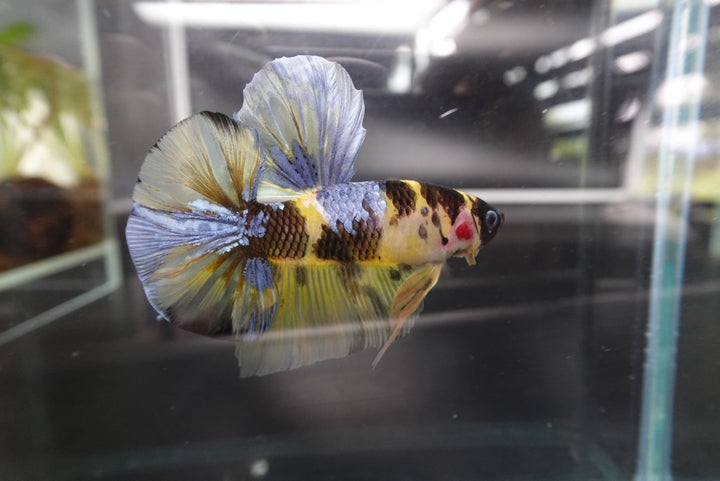 Rare Giant Multicolors Betta Fish