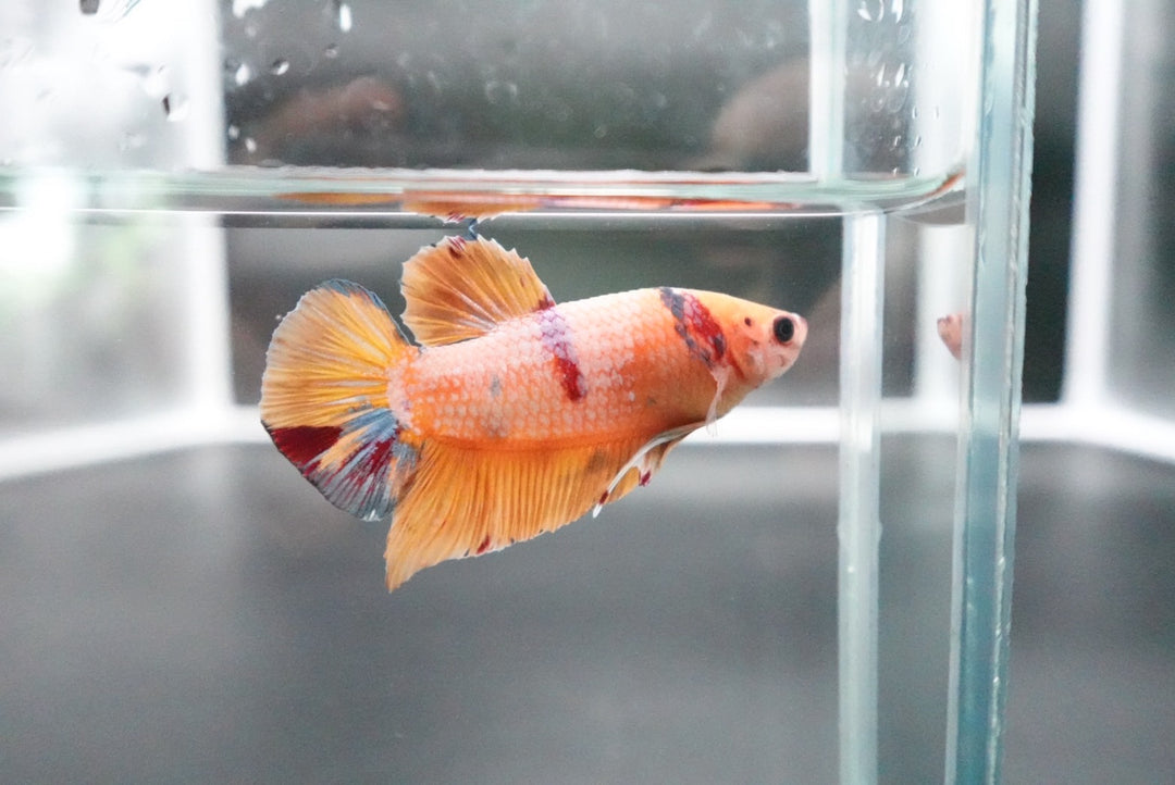 Rare Giant Multicolors Betta Fish