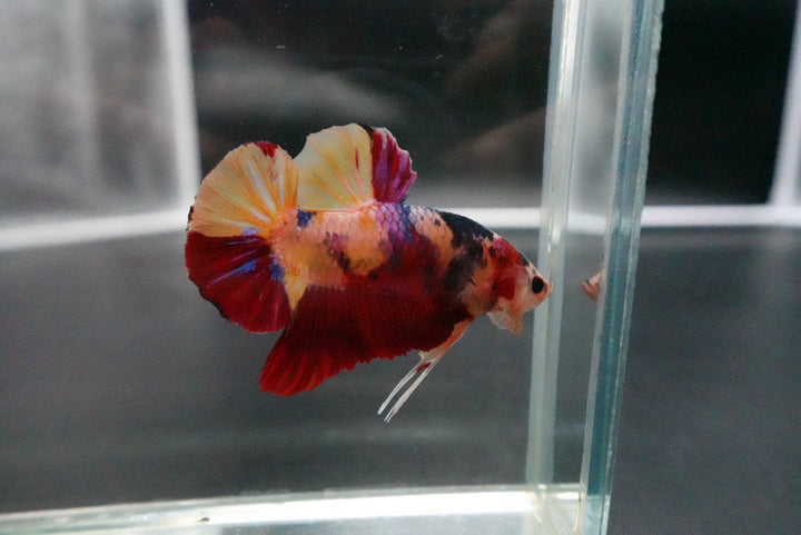 Rare Giant Multicolors Betta Fish