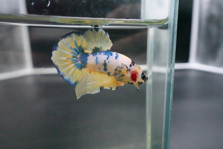 Rare Giant Multicolors Betta Fish
