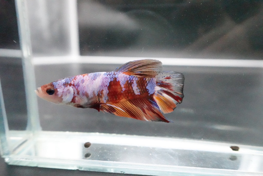 Rare Giant Multicolors Betta Fish