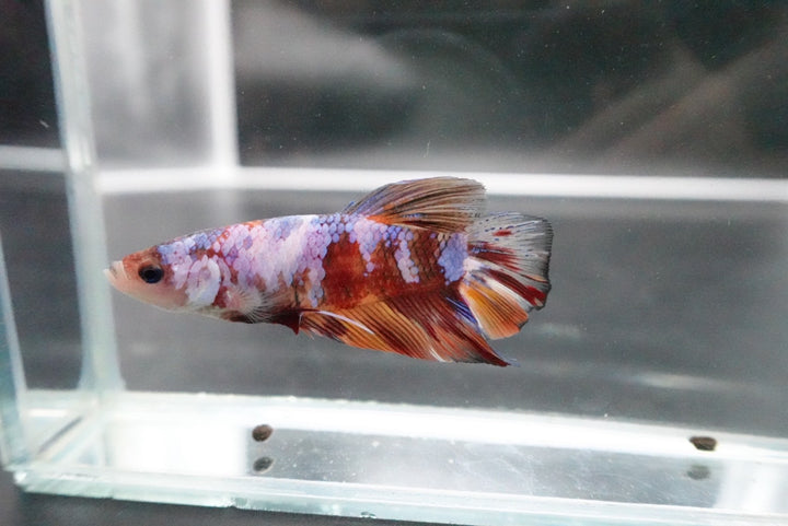 Rare Giant Multicolors Betta Fish
