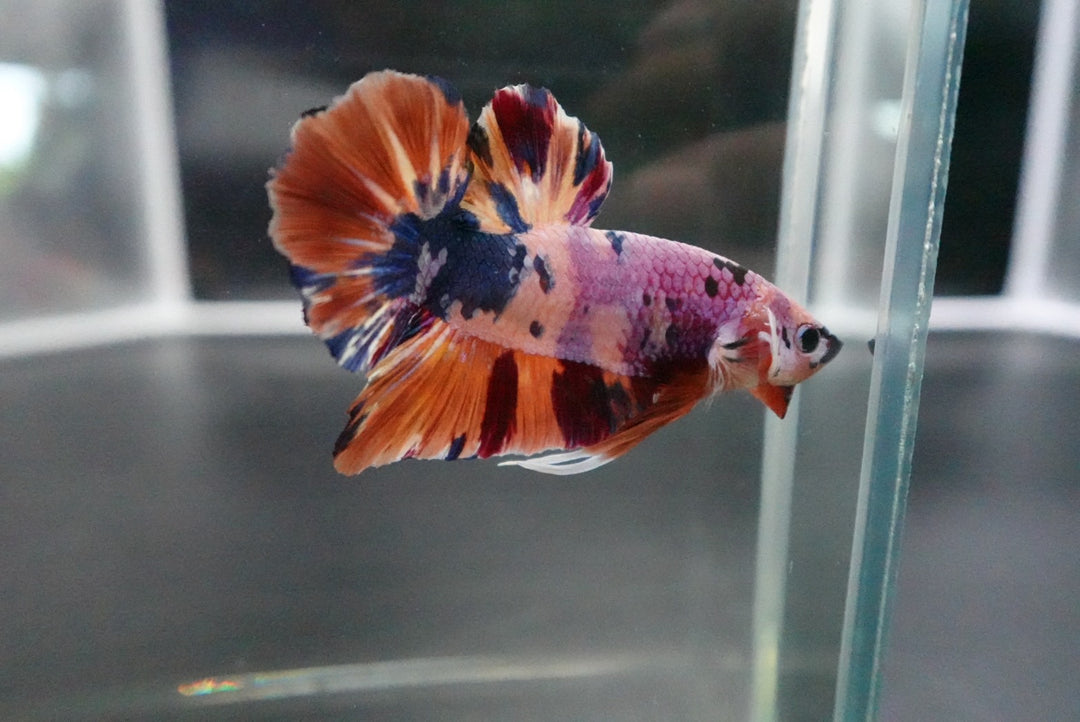 Rare Giant Multicolors Betta Fish