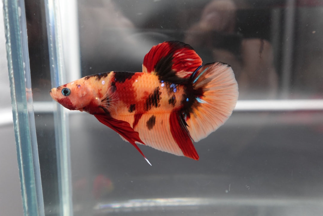 Rare Giant Multicolors Betta Fish