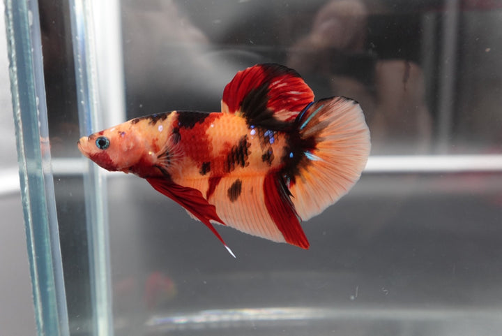 Rare Giant Multicolors Betta Fish