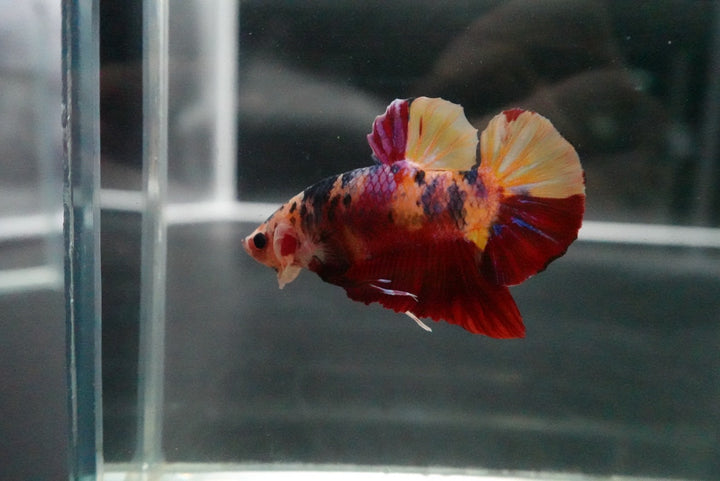 Rare Giant Multicolors Betta Fish