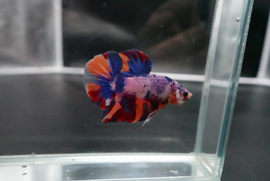 Rare Giant Multicolors Betta Fish