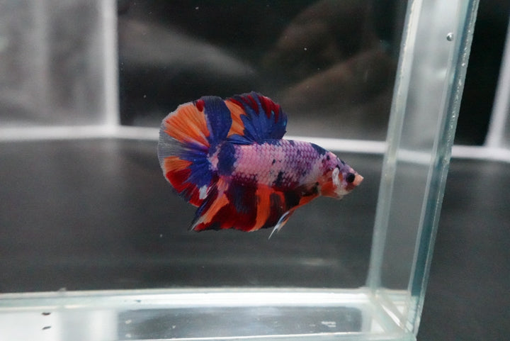 Rare Giant Multicolors Betta Fish