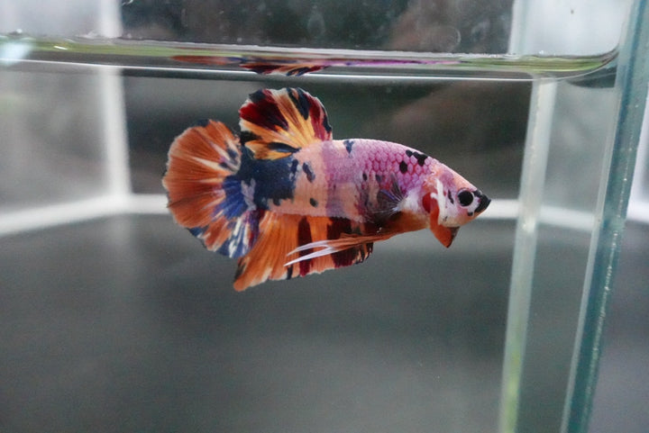 Rare Giant Multicolors Betta Fish