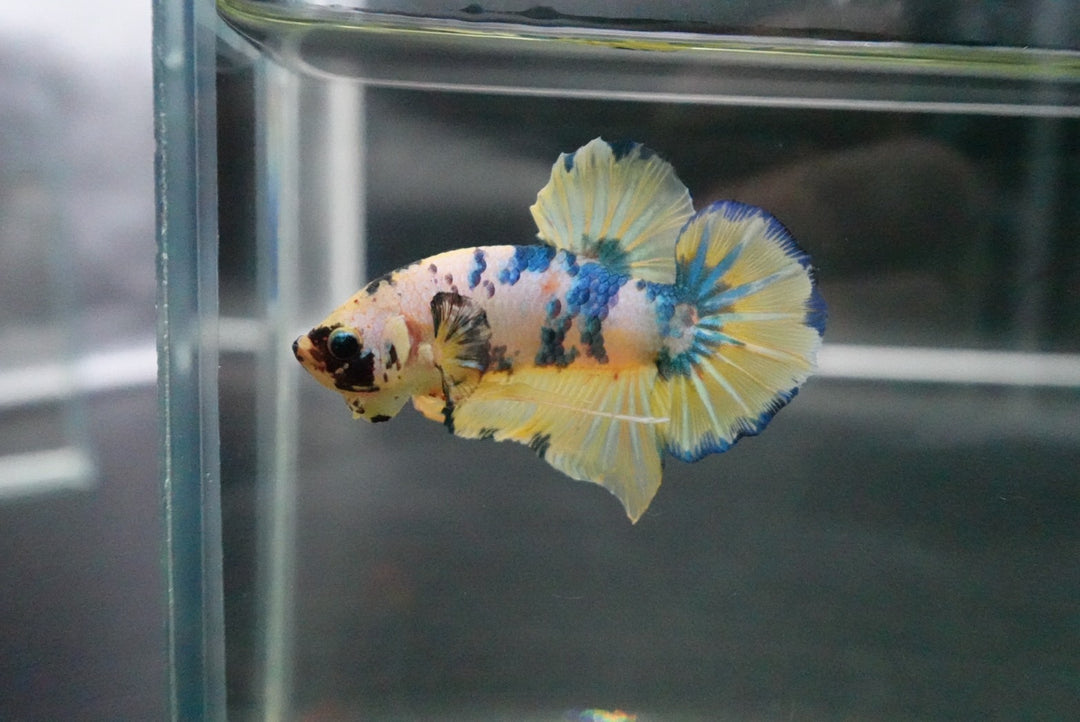 Rare Giant Multicolors Betta Fish