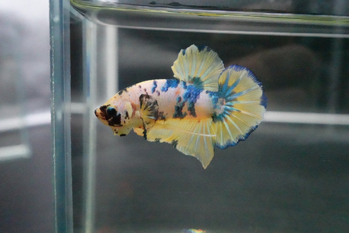 Rare Giant Multicolors Betta Fish