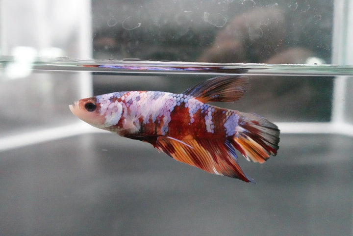 Rare Giant Multicolors Betta Fish (Male)