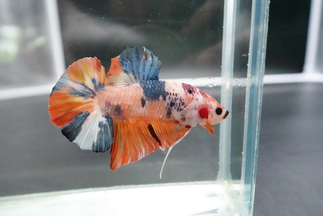Rare Giant Multicolors Betta Fish