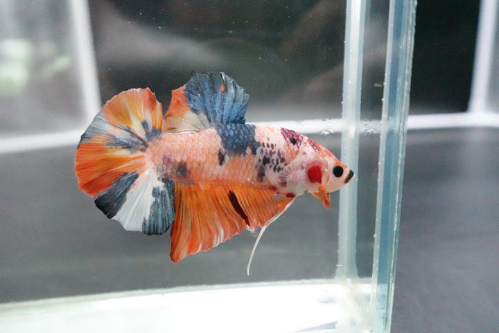 Rare Giant Multicolors Betta Fish