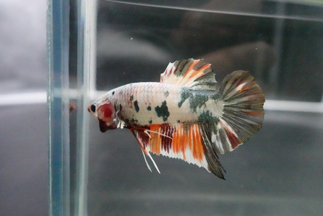 Rare Giant Multicolors Betta Fish