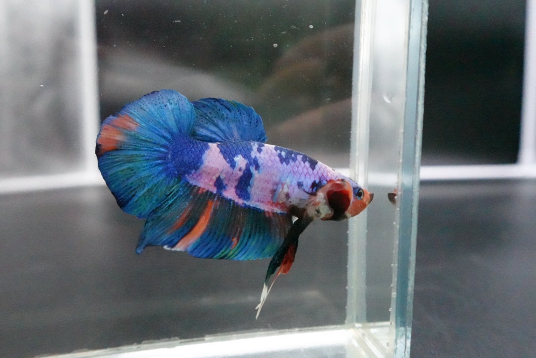 Rare Giant Multicolors Betta Fish